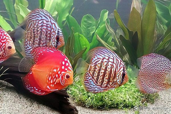 養魚5條不是一般人，《養魚5條不是一般人》 養魚5條不是一般人，《養魚5條不是一般人》 龍魚論壇 第6張