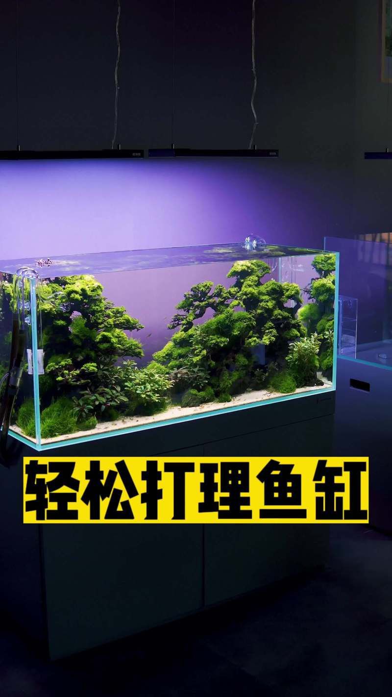 溫州魚缸維護，溫州地區的魚缸維護服務涵蓋多項專業內容
