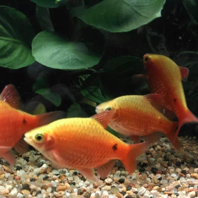 玫瑰魚又叫什么魚，海水魚類別，紅玫瑰很常見,可紅玫瑰魚你有見過嗎