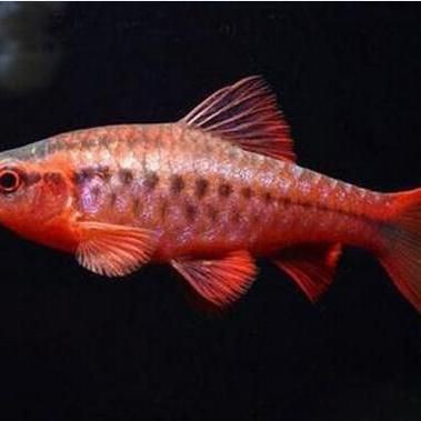 玫瑰魚又叫什么魚，海水魚類別，紅玫瑰很常見,可紅玫瑰魚你有見過嗎