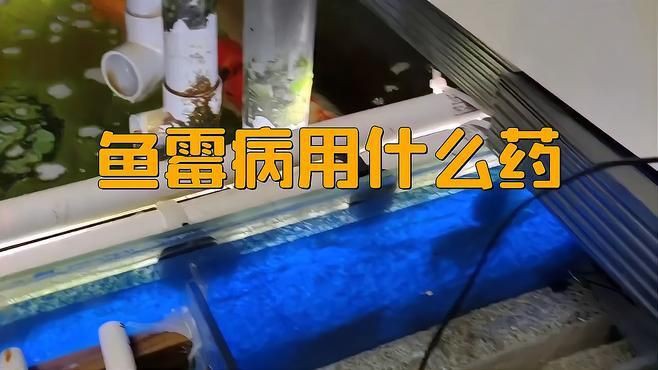 給我推薦一些治療魚(yú)黑色霉斑的藥物，魚(yú)出現(xiàn)黑色霉斑病用什么藥最好魚(yú)黑斑病用什么藥最好