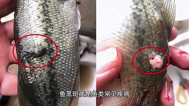 給我推薦一些治療魚黑色霉斑的藥物，魚出現黑色霉斑病用什么藥最好魚黑斑病用什么藥最好
