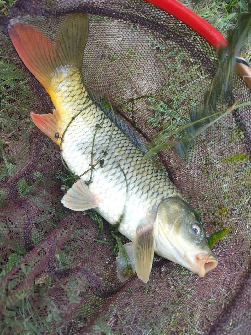 鯉魚大全圖片，濟南26斤糖醋黃金鯉獨攬三項最佳單項獎