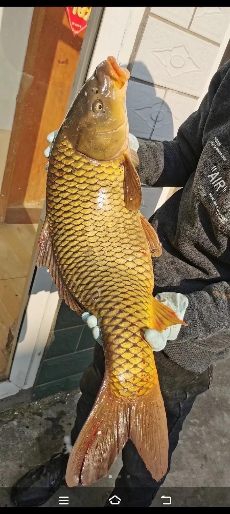 鯉魚大全圖片，濟南26斤糖醋黃金鯉獨攬三項最佳單項獎