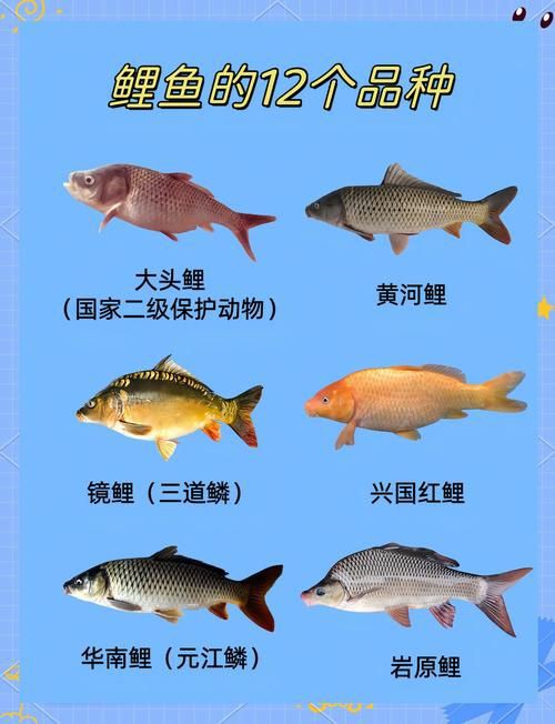 鯉魚大全圖片，濟南26斤糖醋黃金鯉獨攬三項最佳單項獎