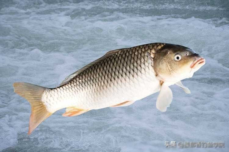 鯉魚大全圖片，濟南26斤糖醋黃金鯉獨攬三項最佳單項獎