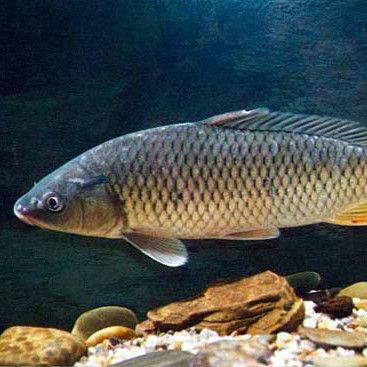 鯉魚大全圖片，濟南26斤糖醋黃金鯉獨攬三項最佳單項獎