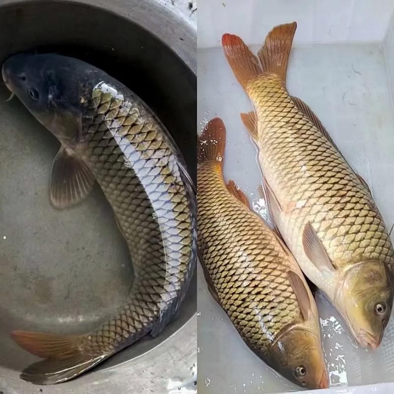 鯉魚大全圖片，濟南26斤糖醋黃金鯉獨攬三項最佳單項獎