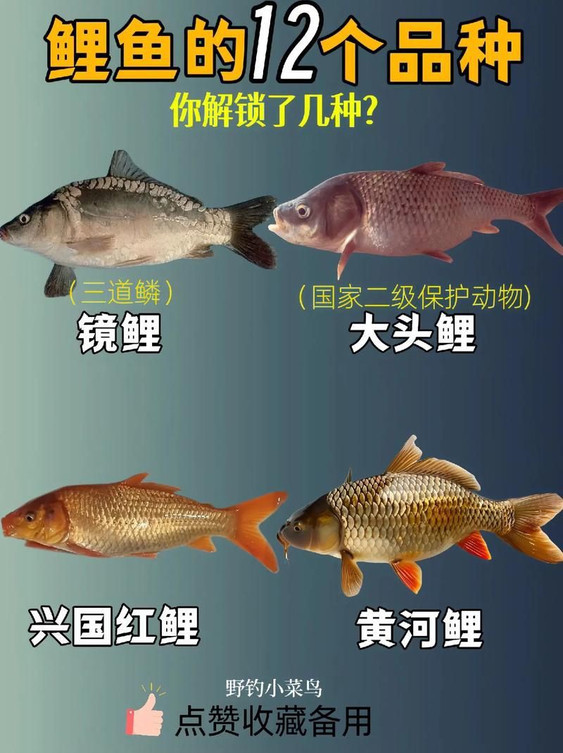 鯉魚大全圖片，濟南26斤糖醋黃金鯉獨攬三項最佳單項獎