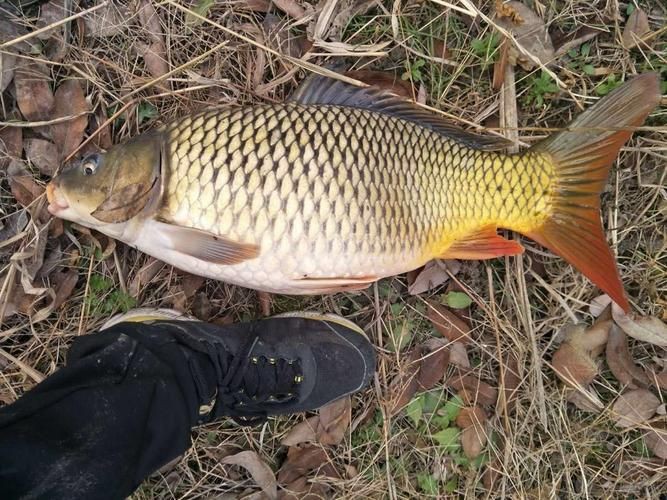 鯉魚大全圖片，濟南26斤糖醋黃金鯉獨攬三項最佳單項獎