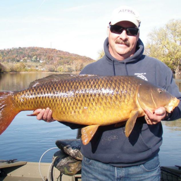 鯉魚大全圖片，濟南26斤糖醋黃金鯉獨攬三項最佳單項獎