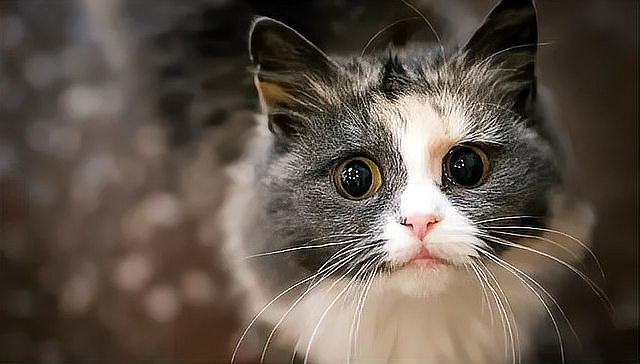 養貓聚財還是破財，養貓與財運的關系 養貓聚財還是破財，養貓與財運的關系 龍魚論壇 第3張