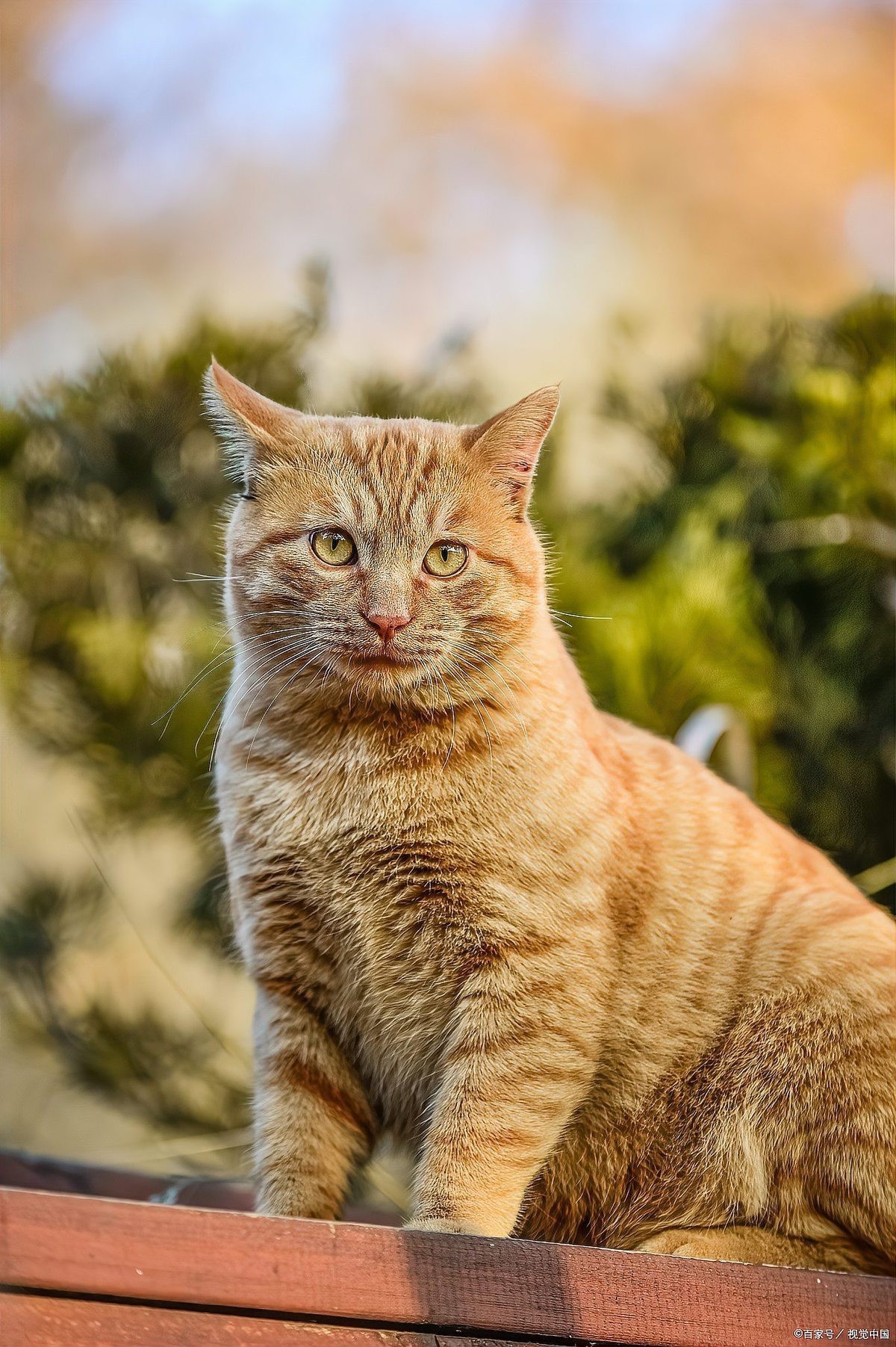 養貓聚財還是破財，養貓與財運的關系 養貓聚財還是破財，養貓與財運的關系 龍魚論壇 第4張