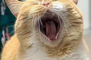 養貓聚財還是破財，養貓與財運的關系 養貓聚財還是破財，養貓與財運的關系 龍魚論壇 第10張