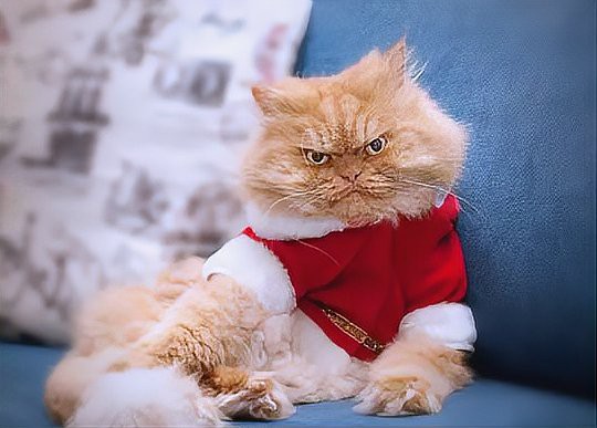 養貓聚財還是破財，養貓與財運的關系 養貓聚財還是破財，養貓與財運的關系 龍魚論壇 第2張