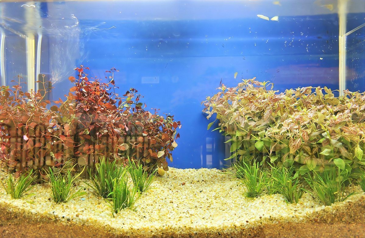 養500只孔雀魚一年利潤多少，養500只孔雀魚一年的利潤情況