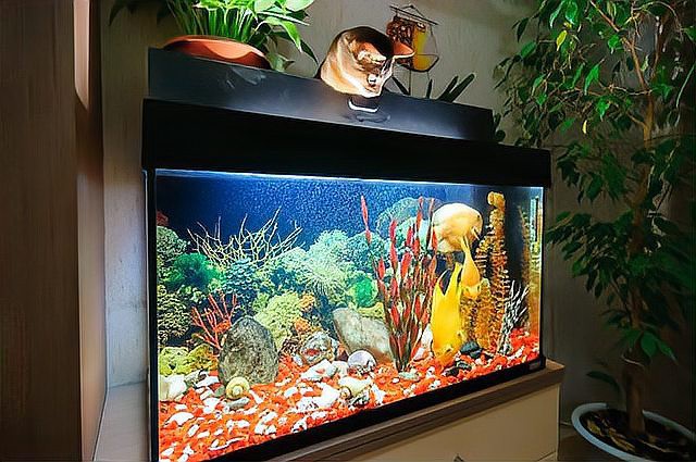 養紅龍魚晚上需不需要開小夜燈呢，關于紅龍魚夜間光照管理