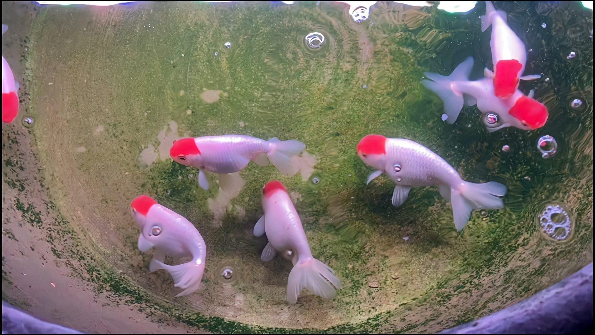 50cm金龍魚多久驅蟲一次，50cm金龍魚的驅蟲頻率如何調整 50cm金龍魚多久驅蟲一次，50cm金龍魚的驅蟲頻率如何調整 龍魚百科 第5張