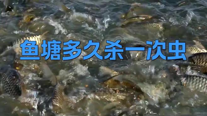 50cm金龍魚多久驅蟲一次，50cm金龍魚的驅蟲頻率如何調整 50cm金龍魚多久驅蟲一次，50cm金龍魚的驅蟲頻率如何調整 龍魚百科 第3張