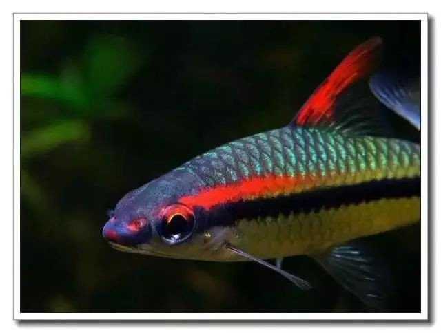 和一眉道人相似的魚，《和一眉道人相似的魚》一起看看! 和一眉道人相似的魚，《和一眉道人相似的魚》一起看看! 全國水族館企業名錄 第3張