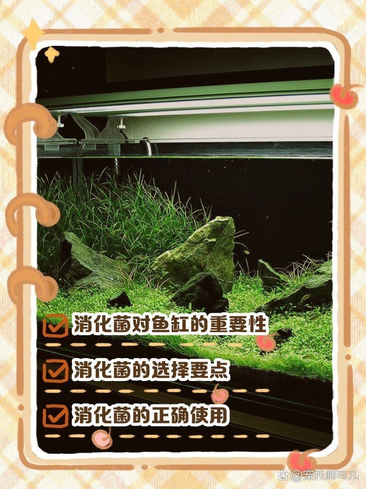 瑪豆水族消化活菌，瑪豆水族消化活菌是一款專為優化水族環境設計的微生物制劑 瑪豆水族消化活菌，瑪豆水族消化活菌是一款專為優化水族環境設計的微生物制劑 龍魚百科 第6張