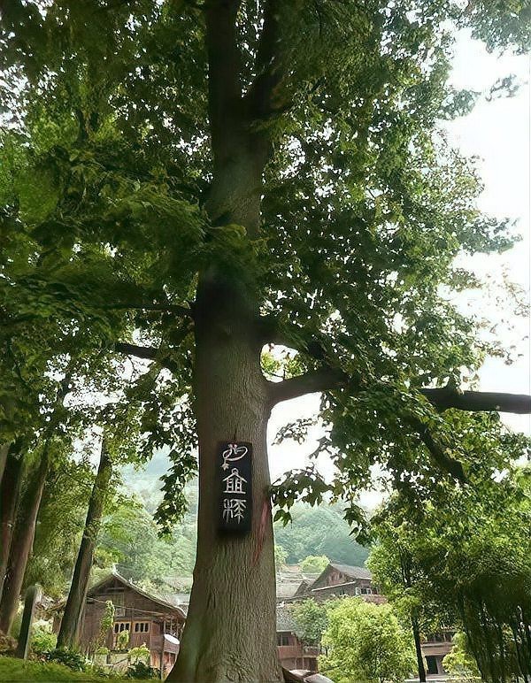 水族在中國的哪個地方，水族的歷史歷史歷史遷徙 水族在中國的哪個地方，水族的歷史歷史歷史遷徙 龍魚論壇 第8張
