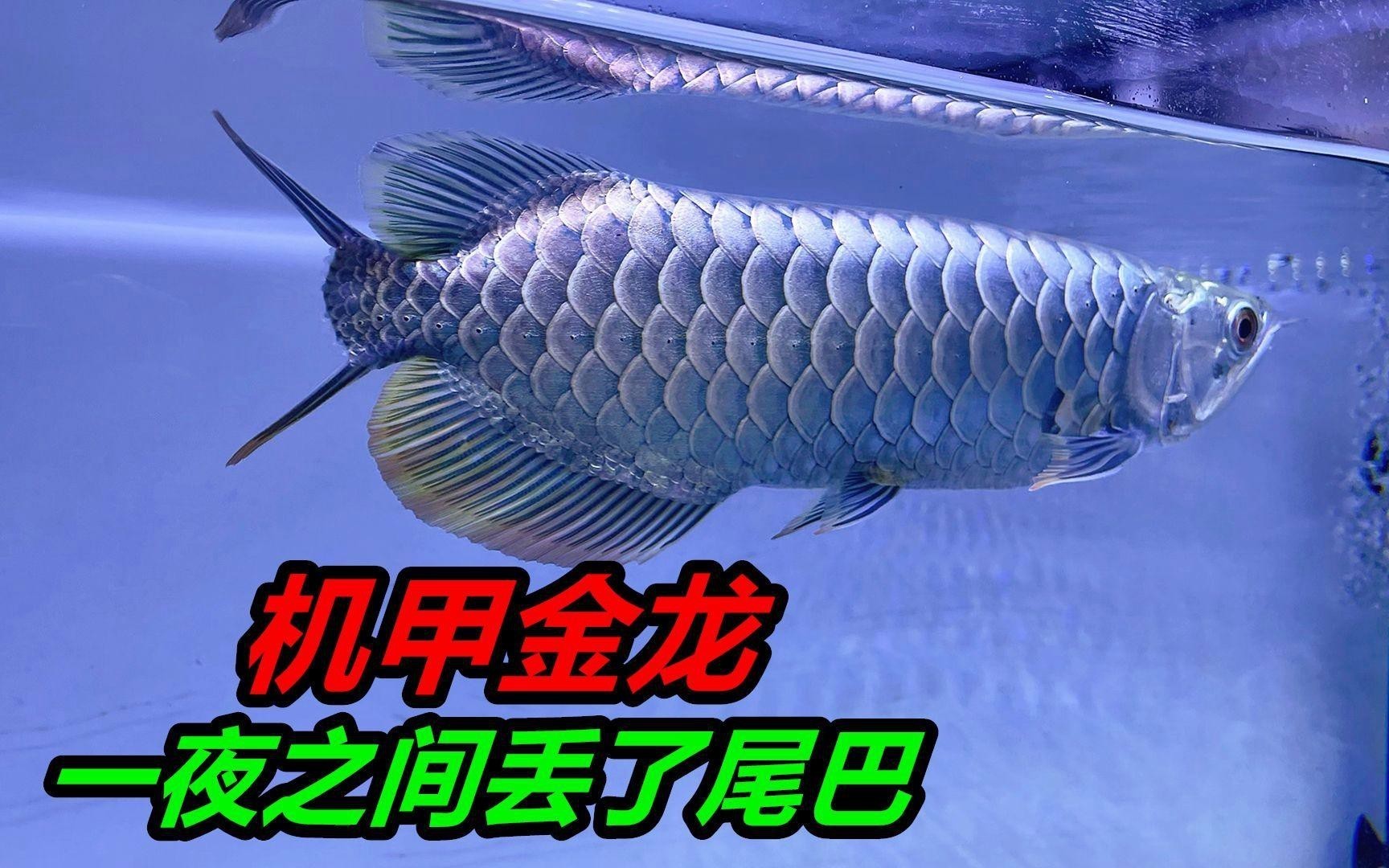 如何預防龍魚再次掉鱗？，龍魚掉鱗你要注意這3個方面才能對癥治療農情萬家