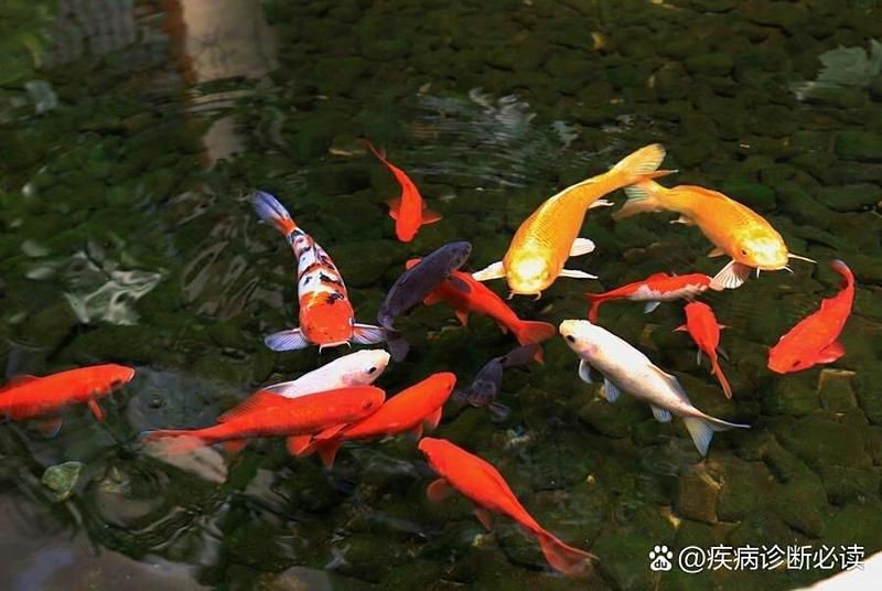給我一份詳細(xì)的錦鯉爛鰭治療方案，愛養(yǎng)魚的大劉劉