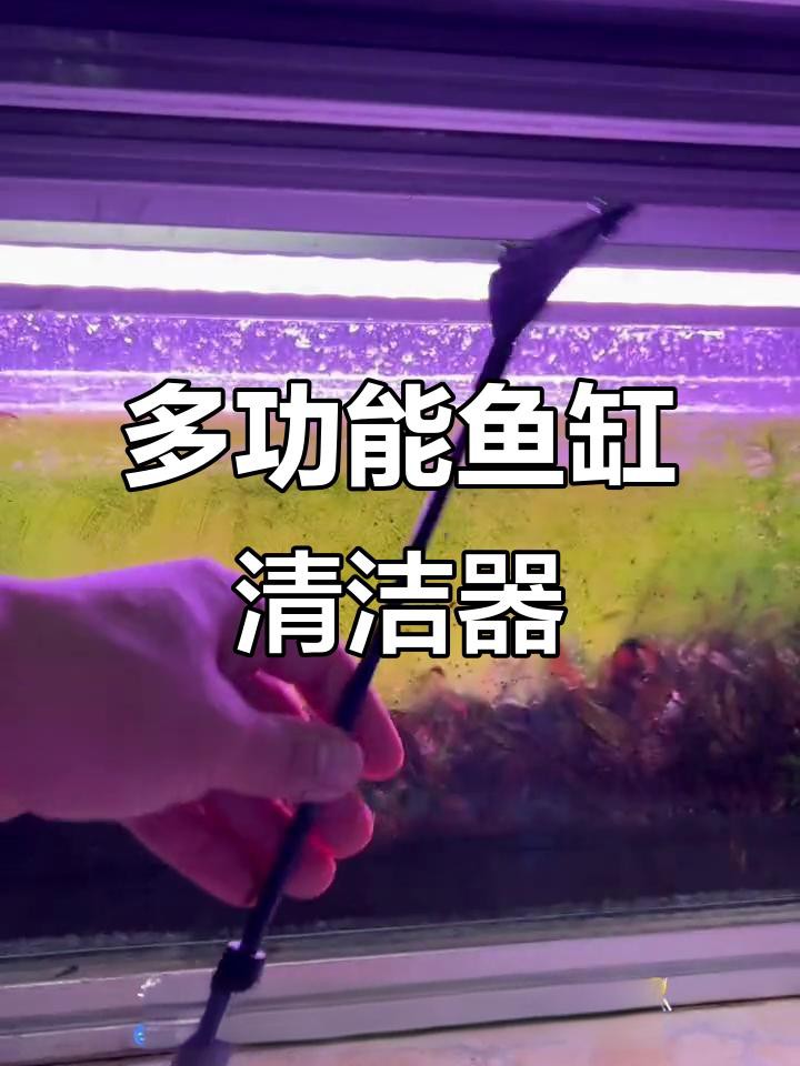 如何清潔魚缸里的龍擺件，從死魚到空氣缸,我靠這招讓魚缸帶「自凈功能」小愛寵物生活百科