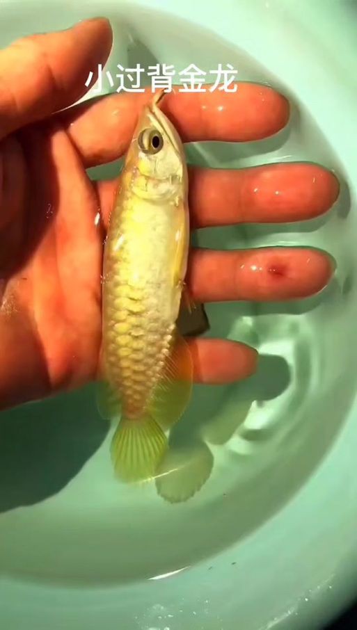 給我一張3元一條小金龍魚的圖片，3元一條的小金龍魚圖片的需求