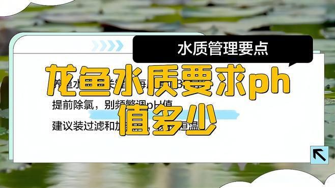 紅龍魚的最佳水質參數(shù)是什么？，如何打造最適合紅龍魚的水質環(huán)境