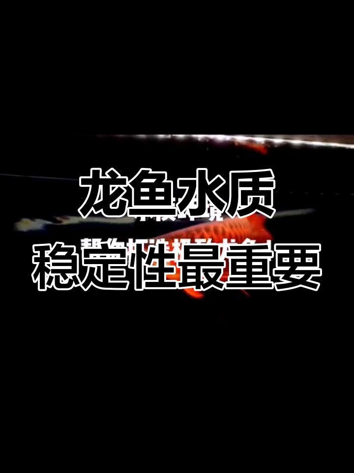 紅龍魚的最佳水質參數(shù)是什么？，如何打造最適合紅龍魚的水質環(huán)境