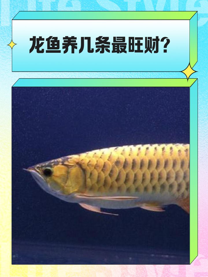 養龍魚養幾條風水好，養龍八條龍魚的混養