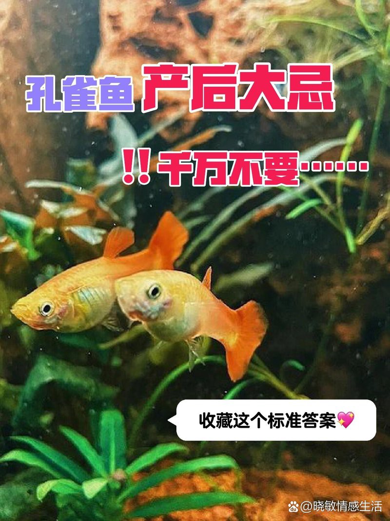 鳳尾生小魚要立即撈出嗎，鳳尾魚產后隔離與幼魚飼養全指南 鳳尾生小魚要立即撈出嗎，鳳尾魚產后隔離與幼魚飼養全指南 龍魚論壇 第6張