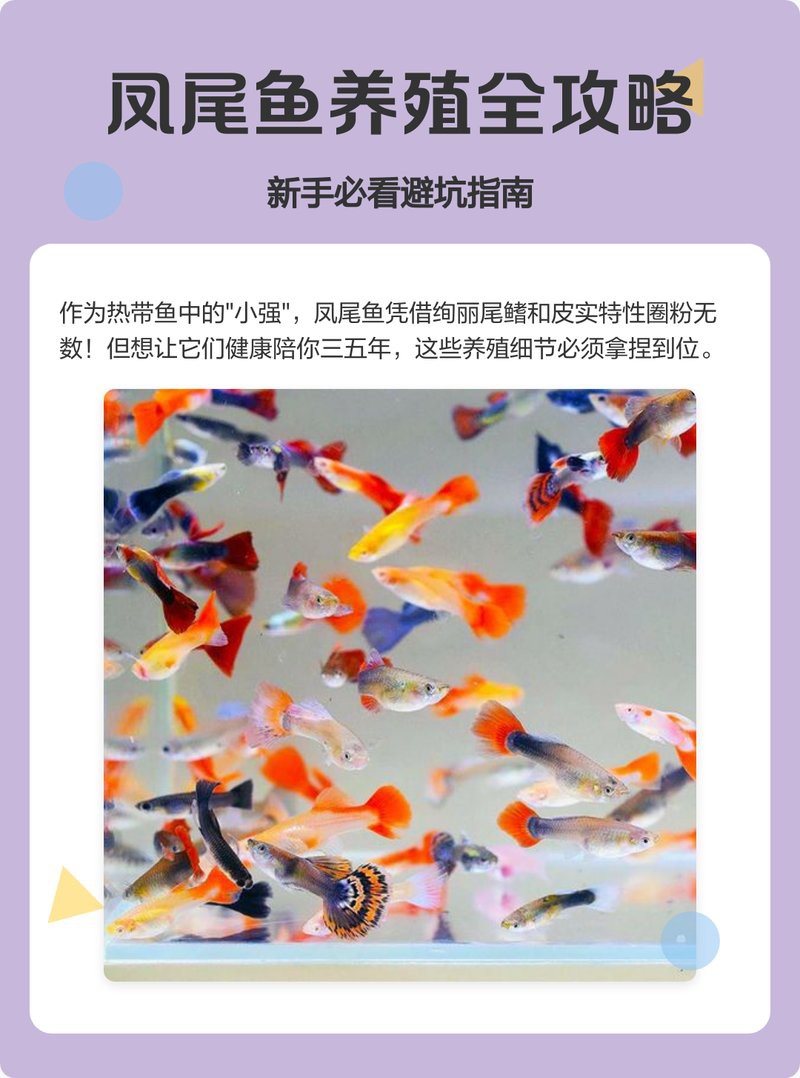 鳳尾生小魚要立即撈出嗎，鳳尾魚產后隔離與幼魚飼養全指南 鳳尾生小魚要立即撈出嗎，鳳尾魚產后隔離與幼魚飼養全指南 龍魚論壇 第7張