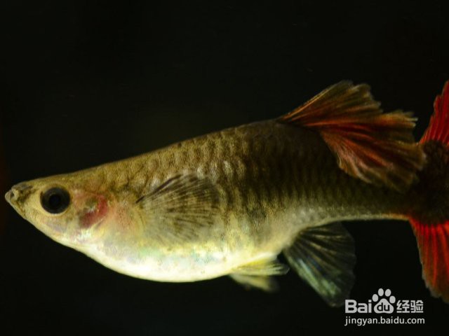 鳳尾生小魚要立即撈出嗎，鳳尾魚產后隔離與幼魚飼養全指南 鳳尾生小魚要立即撈出嗎，鳳尾魚產后隔離與幼魚飼養全指南 龍魚論壇 第2張