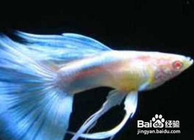 鳳尾生小魚要立即撈出嗎，鳳尾魚產后隔離與幼魚飼養全指南 鳳尾生小魚要立即撈出嗎，鳳尾魚產后隔離與幼魚飼養全指南 龍魚論壇 第3張