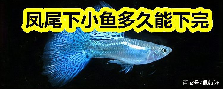 鳳尾生小魚要立即撈出嗎，鳳尾魚產后隔離與幼魚飼養全指南 鳳尾生小魚要立即撈出嗎，鳳尾魚產后隔離與幼魚飼養全指南 龍魚論壇 第5張