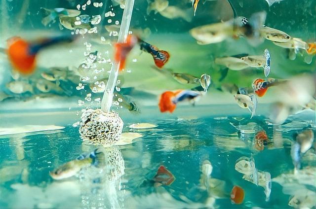 鳳尾生小魚要立即撈出嗎，鳳尾魚產后隔離與幼魚飼養全指南 鳳尾生小魚要立即撈出嗎，鳳尾魚產后隔離與幼魚飼養全指南 龍魚論壇 第11張