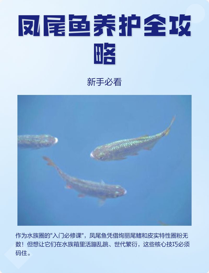 鳳尾生小魚要立即撈出嗎，鳳尾魚產后隔離與幼魚飼養全指南 鳳尾生小魚要立即撈出嗎，鳳尾魚產后隔離與幼魚飼養全指南 龍魚論壇 第8張