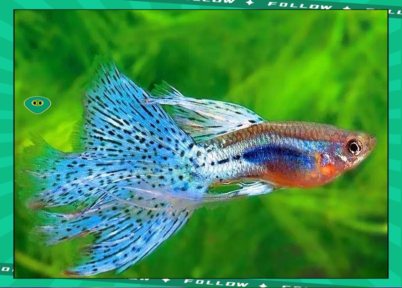 鳳尾生小魚要立即撈出嗎，鳳尾魚產后隔離與幼魚飼養全指南 鳳尾生小魚要立即撈出嗎，鳳尾魚產后隔離與幼魚飼養全指南 龍魚論壇 第1張