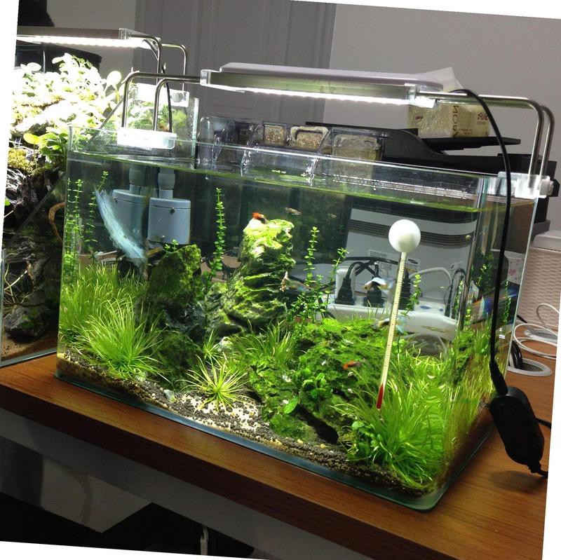 <strong><mark>嘉祥</mark></strong>水族店，<strong><mark>嘉祥</mark></strong>縣海洋之星水族店哪家口碑最好