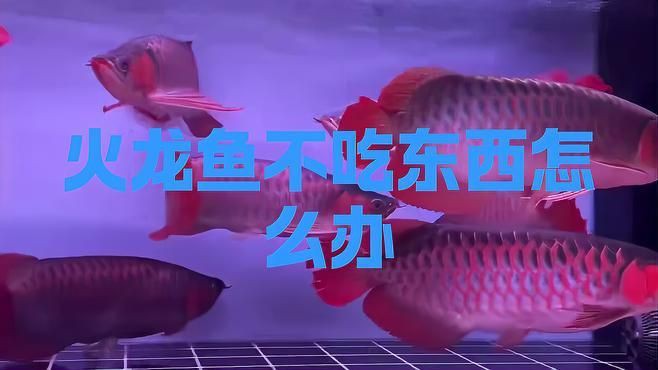 紅龍魚食欲不好怎么辦，《紅龍魚食欲不振怎么辦》當紅龍魚食欲不振怎么辦