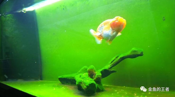 40缸養魚需要開多大的燈？，《40缸養魚需要開多大的燈》40缸養魚需要開多大的燈 40缸養魚需要開多大的燈？，《40缸養魚需要開多大的燈》40缸養魚需要開多大的燈 龍魚百科 第1張