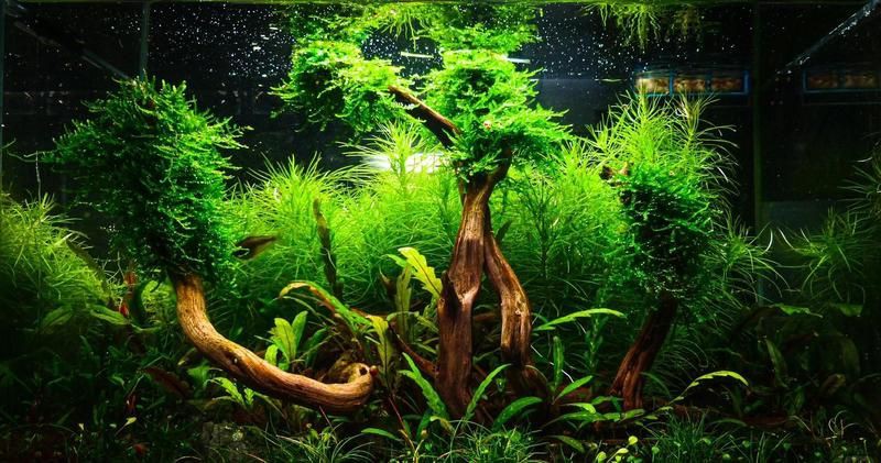 40缸養魚需要開多大的燈？，《40缸養魚需要開多大的燈》40缸養魚需要開多大的燈 40缸養魚需要開多大的燈？，《40缸養魚需要開多大的燈》40缸養魚需要開多大的燈 龍魚百科 第2張