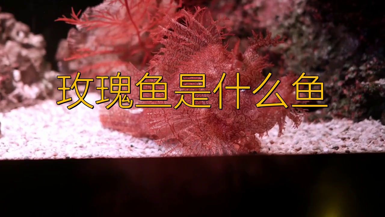 玫瑰魚是淡水魚嗎，“玫瑰魚”存在歧義需結合具體種類判斷其生活環境