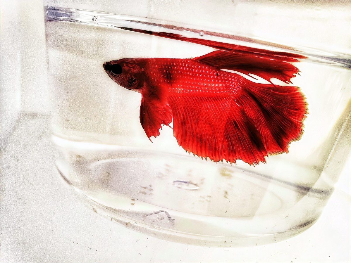 如何判斷龍魚趴缸是否自愈？，《如何判斷龍魚趴缸是否自愈》龍魚出現趴缸現象令魚友揪心