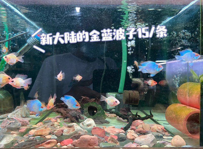 深圳水族店，深圳寵尚居水族店