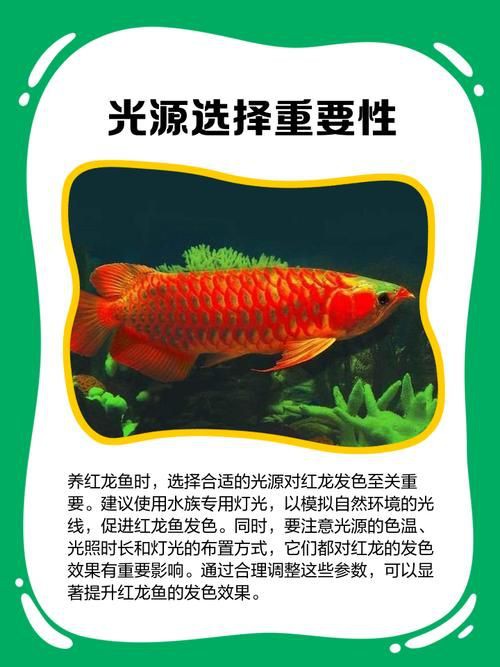 紅龍魚發色順序圖，紅龍魚的發色是一個循序漸進且漫長的過程