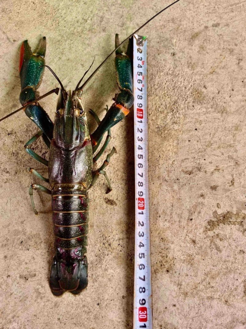 耿馬龍魚店，耿馬縣有哪些特色餐飲